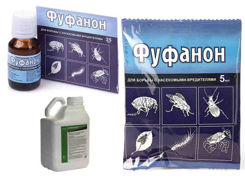 кошениль на комнатных растениях как бороться