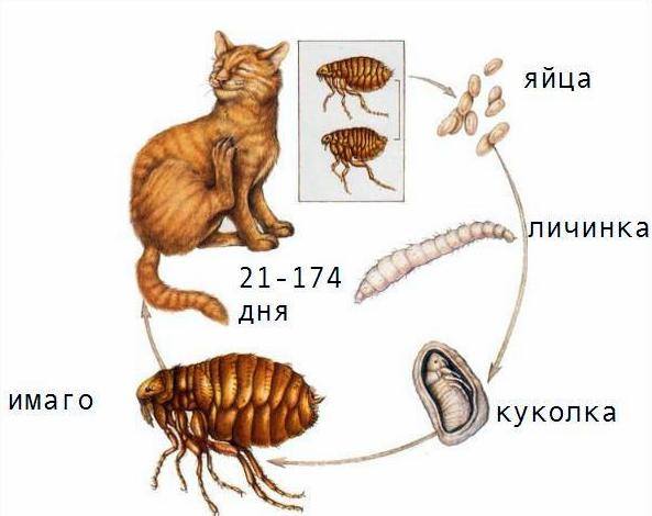 жизненный цикл блох